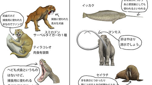牙は英語でなんて言う むらコらむ 2 牙は英語でなんて言う むらコらむ 2