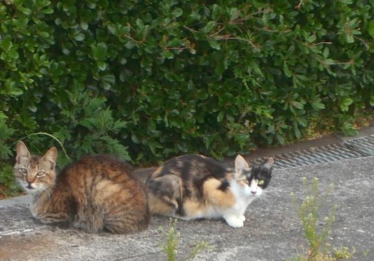 1000円グルメの旅　from 宇都宮　to 47都道府県