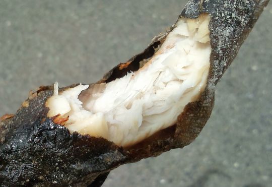 1000円グルメの日々in宇都宮