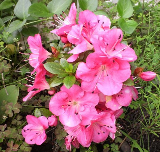 1000円グルメの旅 from 宇都宮 to 47都道府県