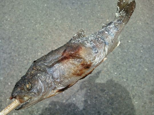 1000円グルメの日々in宇都宮