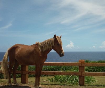 1000円グルメの日々in宇都宮