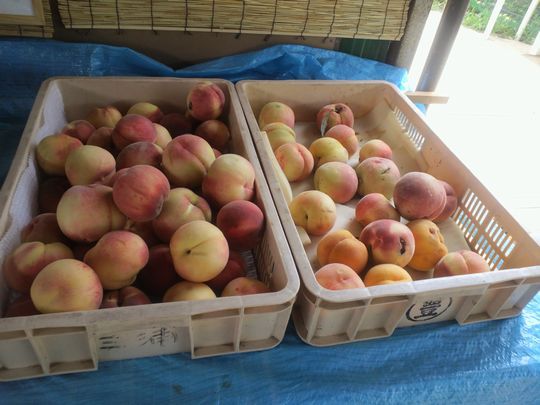 1000円グルメの日々in宇都宮