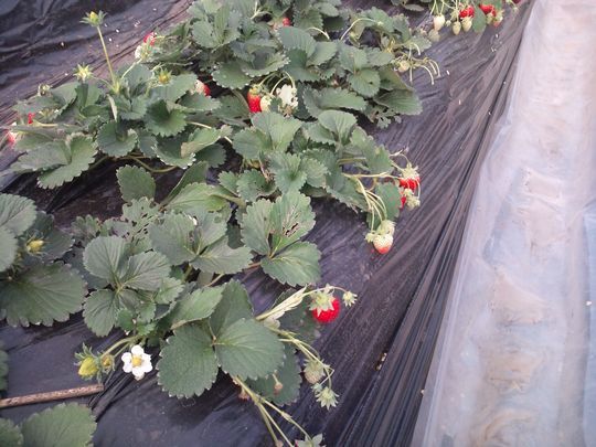 1000円グルメの日々in宇都宮