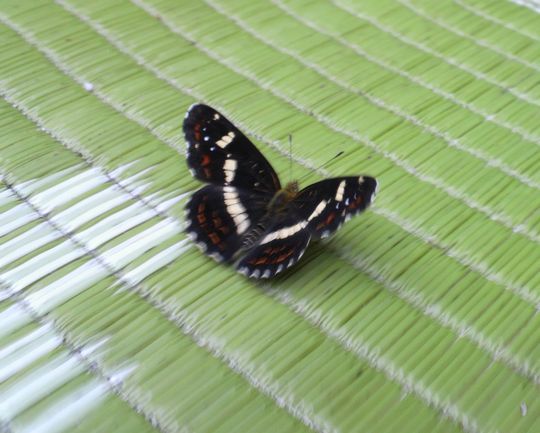 1000円グルメの日々in宇都宮