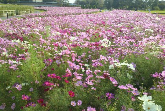1000円グルメの旅 from 宇都宮 to 47都道府県