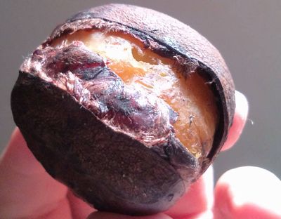 1000円グルメの日々in宇都宮