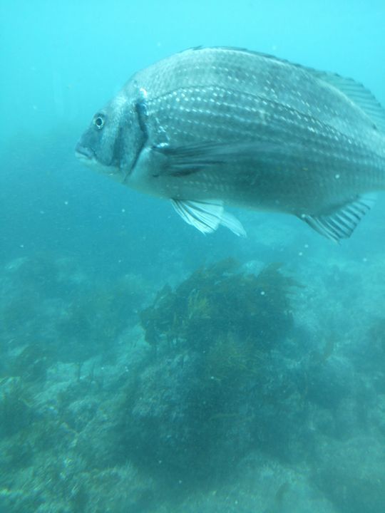 1000円グルメの旅 from 宇都宮 to 47都道府県