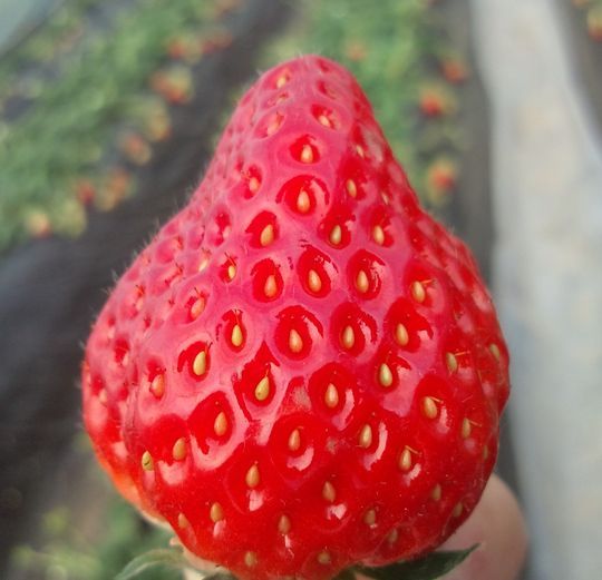 1000円グルメの日々in宇都宮