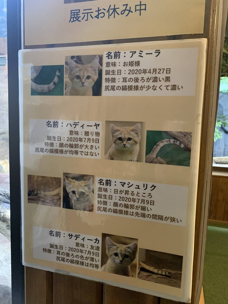 プリンと マヌルネコ のうた 那須どうぶつ王国 カフェマヌルヌマ 1000円グルメの旅 Powered By ライブドアブログ プリンと マヌルネコ のうた 那須どうぶつ王国 カフェマヌルヌマ 1000円グルメの旅 Powered By ライブドアブログ