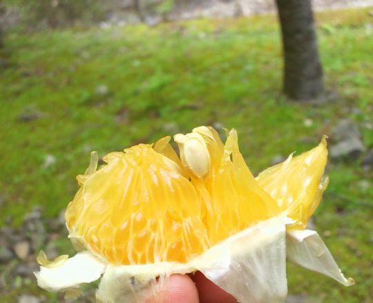 1000円グルメの旅 from 宇都宮 to 47都道府県