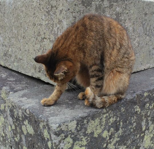 1000円グルメの旅 from 宇都宮 to 47都道府県