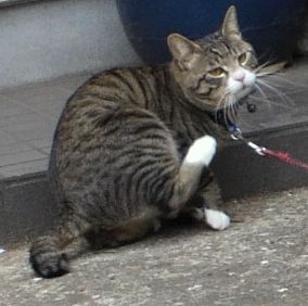 1000円グルメの旅　from 宇都宮　to 47都道府県