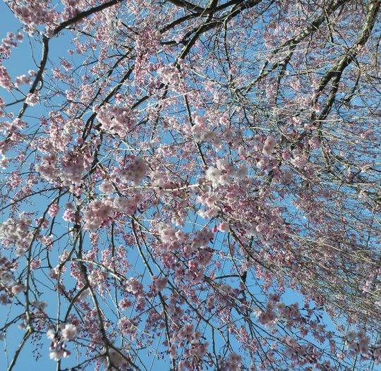 1000円グルメの旅　from 宇都宮　to 47都道府県