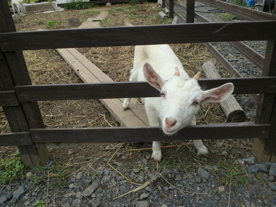 1000円グルメの旅 from 宇都宮 to 47都道府県