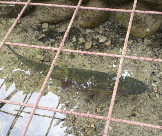 1000円グルメの旅 from 宇都宮 to 47都道府県