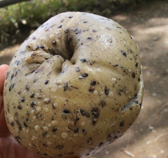 1000円グルメの旅　from 宇都宮　to 47都道府県