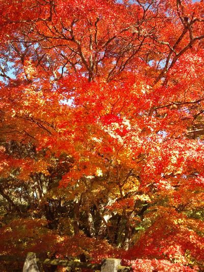 1000円グルメの日々in宇都宮