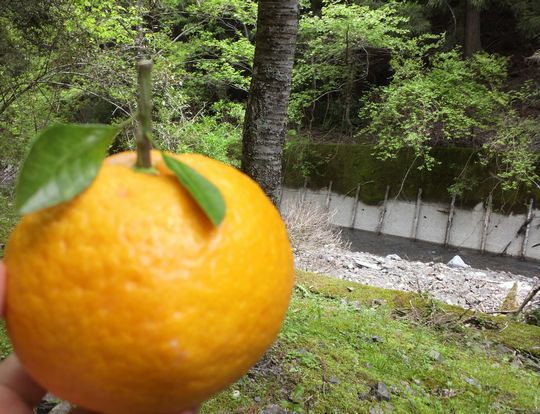 1000円グルメの旅 from 宇都宮 to 47都道府県