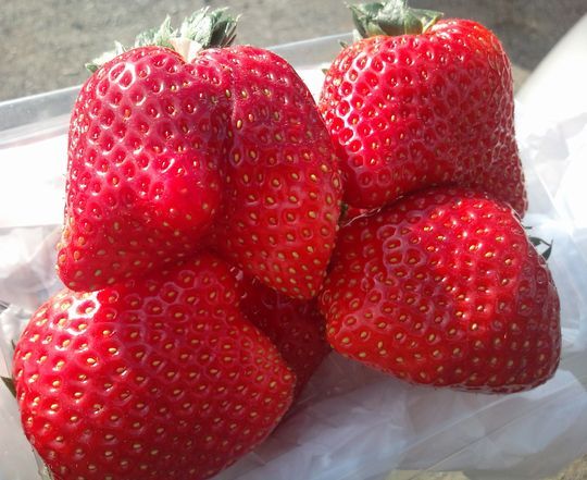 1000円グルメの日々in宇都宮