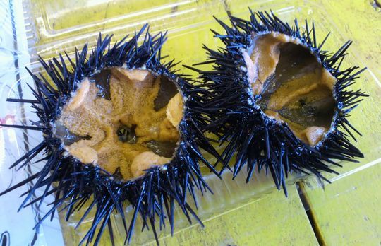 1000円グルメの旅　from 宇都宮　to 47都道府県