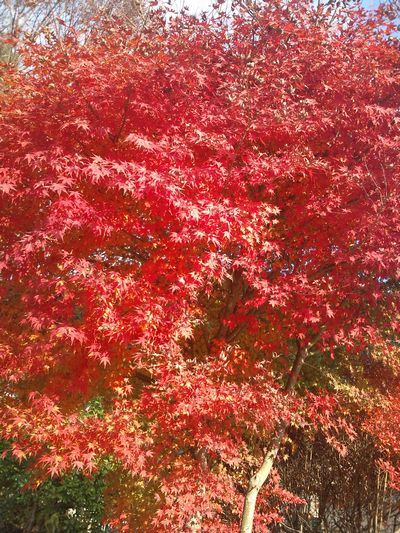 1000円グルメの日々in宇都宮