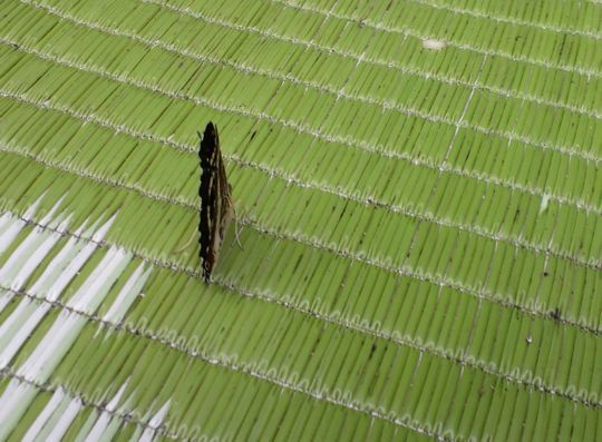 1000円グルメの日々in宇都宮