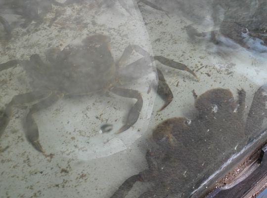 1000円グルメの旅 from 宇都宮 to 47都道府県