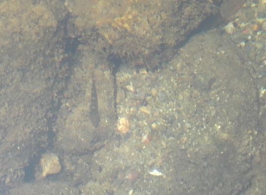 1000円グルメの旅　from 宇都宮　to 47都道府県