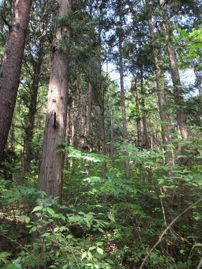 1000円グルメの旅 from 宇都宮 to 47都道府県