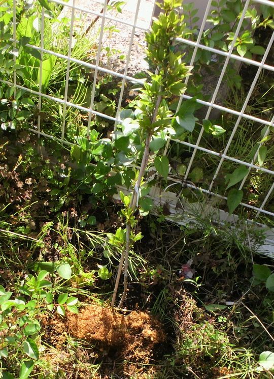 1000円グルメの旅　from 宇都宮　to 47都道府県