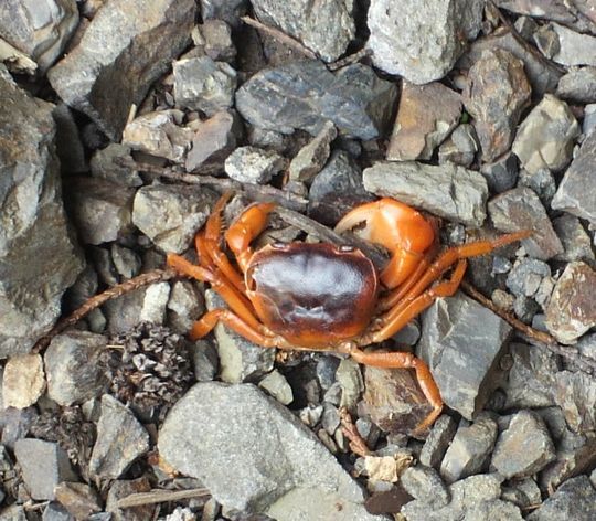 1000円グルメの旅 from 宇都宮 to 47都道府県