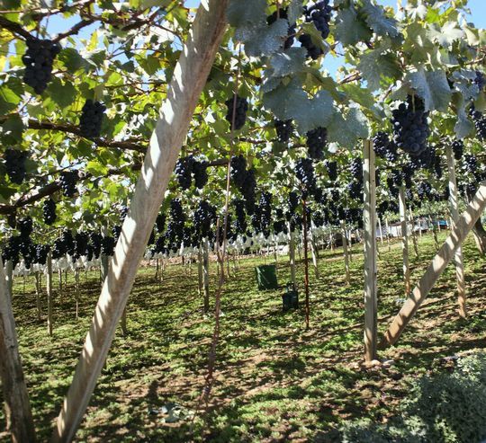 1000円グルメの旅 from 宇都宮 to 47都道府県