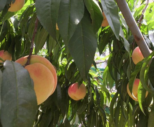 1000円グルメの日々in宇都宮