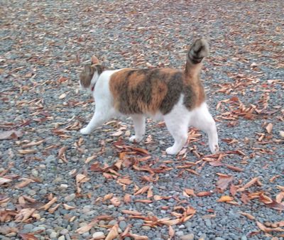 1000円グルメの日々in宇都宮