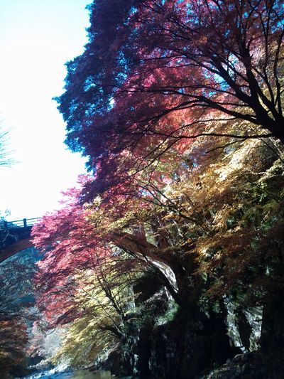 1000円グルメの日々in宇都宮