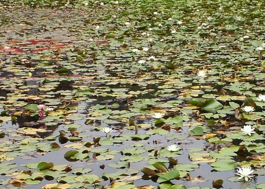 1000円グルメの旅 from 宇都宮 to 47都道府県