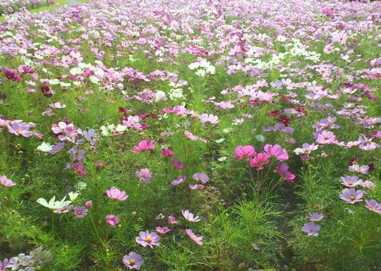 1000円グルメの旅 from 宇都宮 to 47都道府県