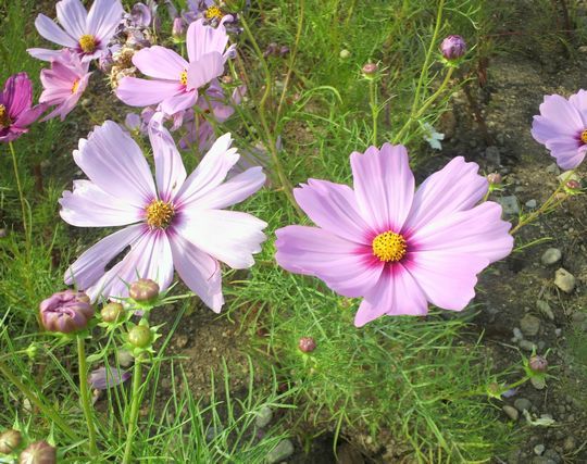 1000円グルメの旅 from 宇都宮 to 47都道府県