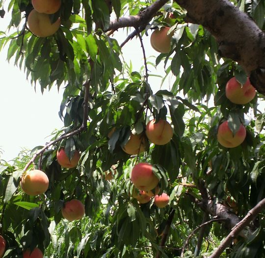 1000円グルメの日々in宇都宮