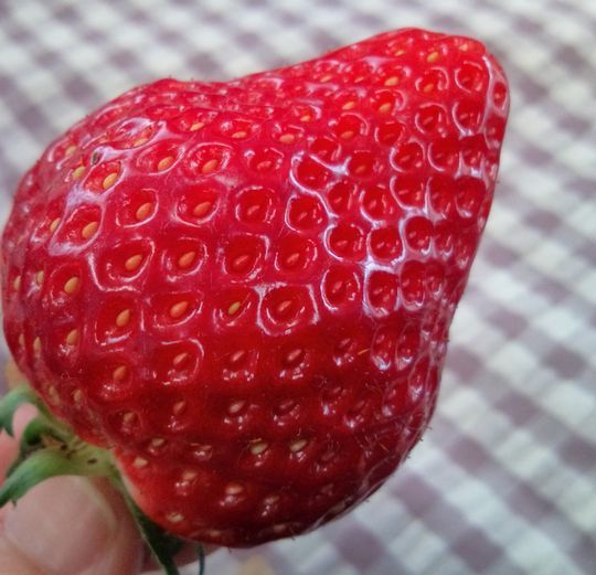 1000円グルメの日々in宇都宮