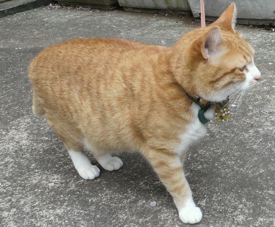 1000円グルメの旅　from 宇都宮　to 47都道府県