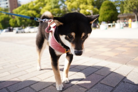 shiba-inu-7259898_1280