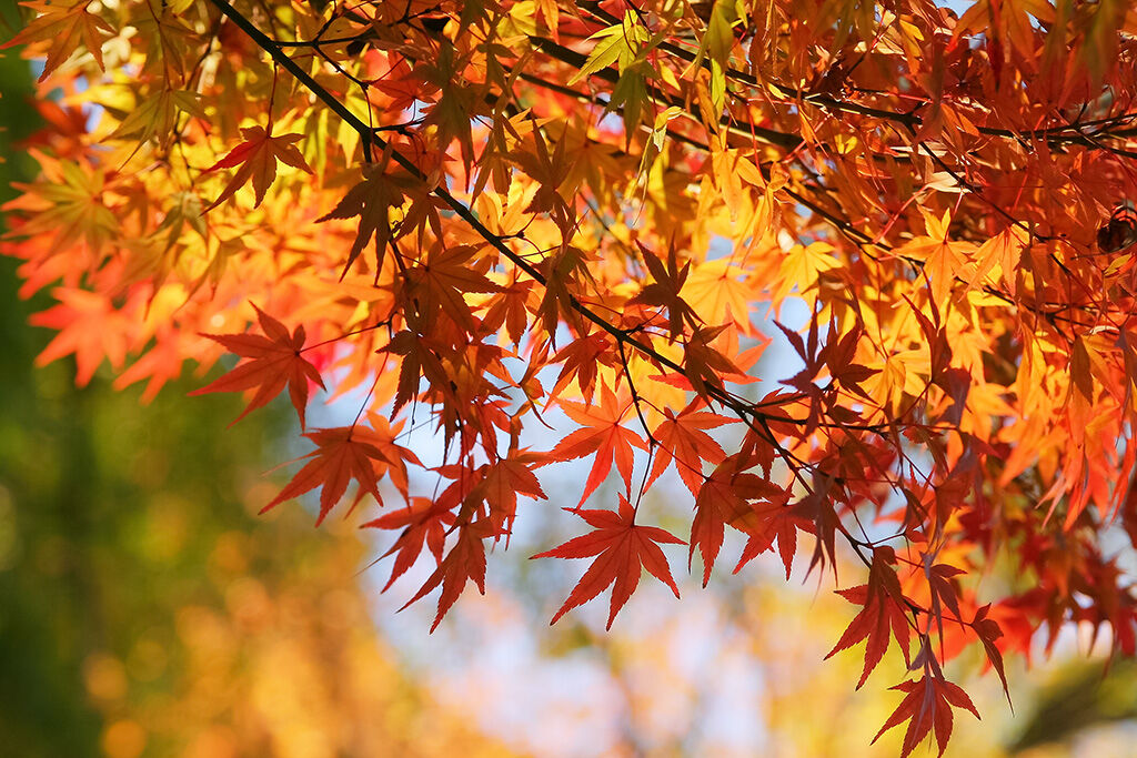 autumn-leaves_00033