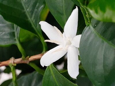 コーヒーの花3