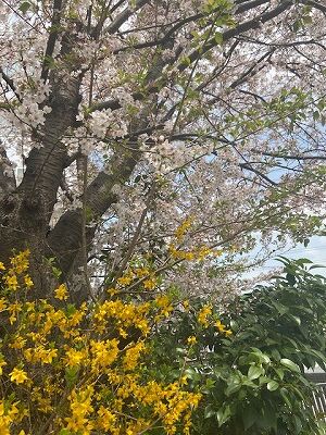2021桜レンギョウ