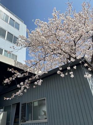 2021桜
