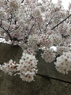 桜2