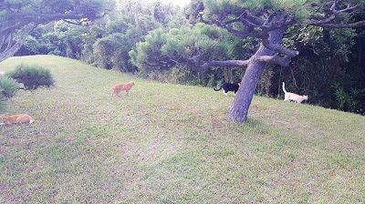s171003_猫探索