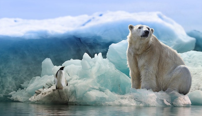 polar-bear-3277930_1920